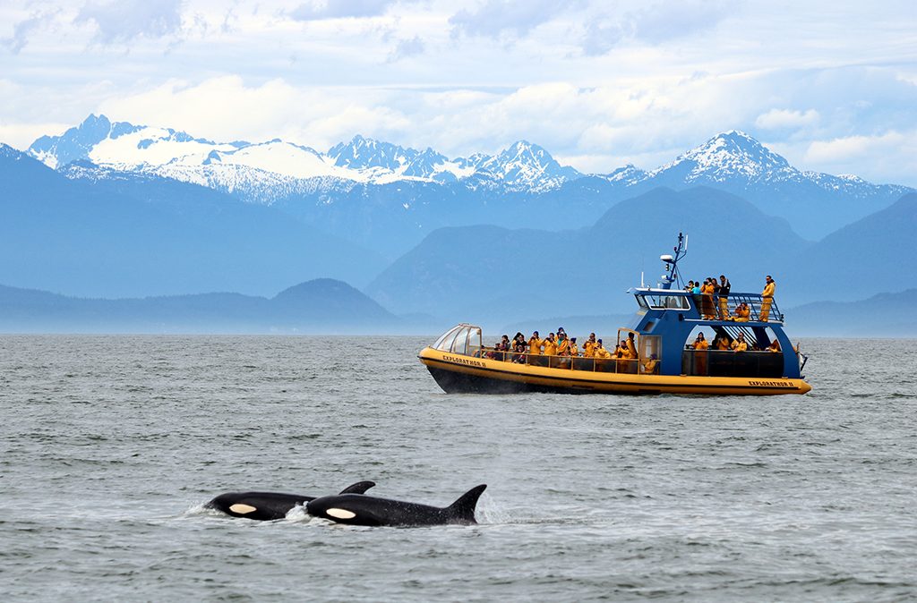 Nanaimo Whale Watching