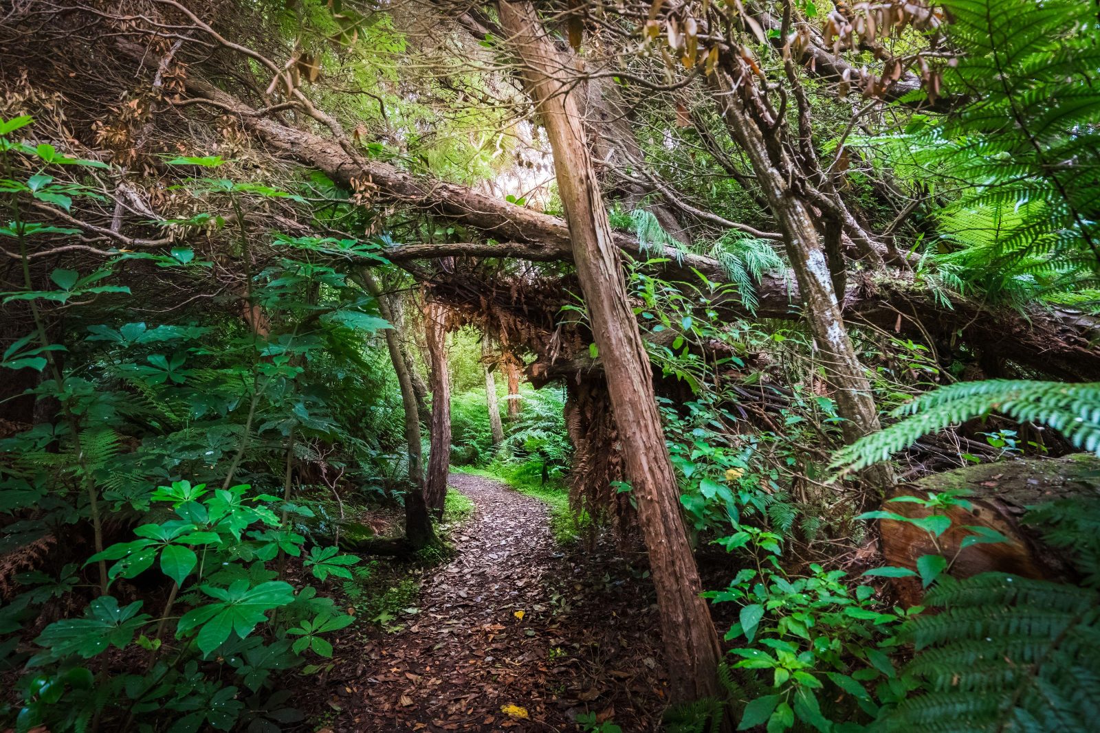 Native Forest Trails