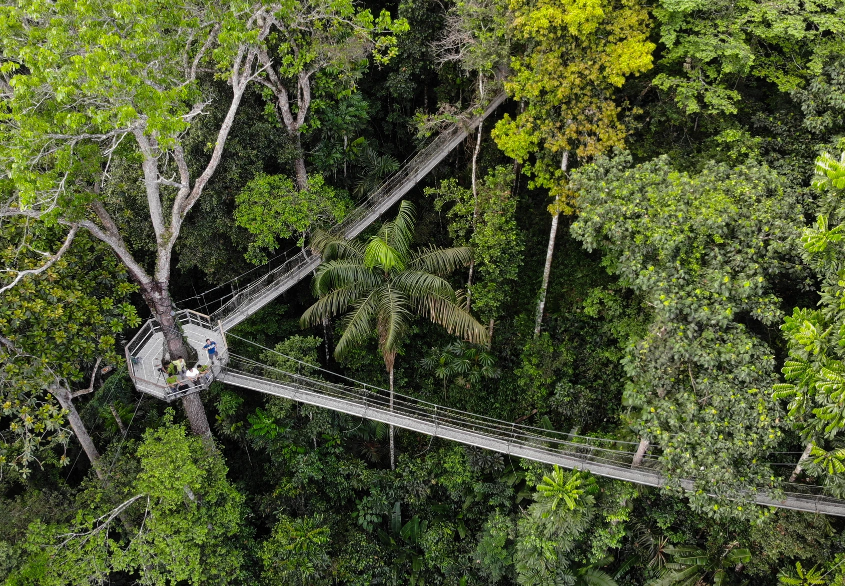 Canopy Walkway