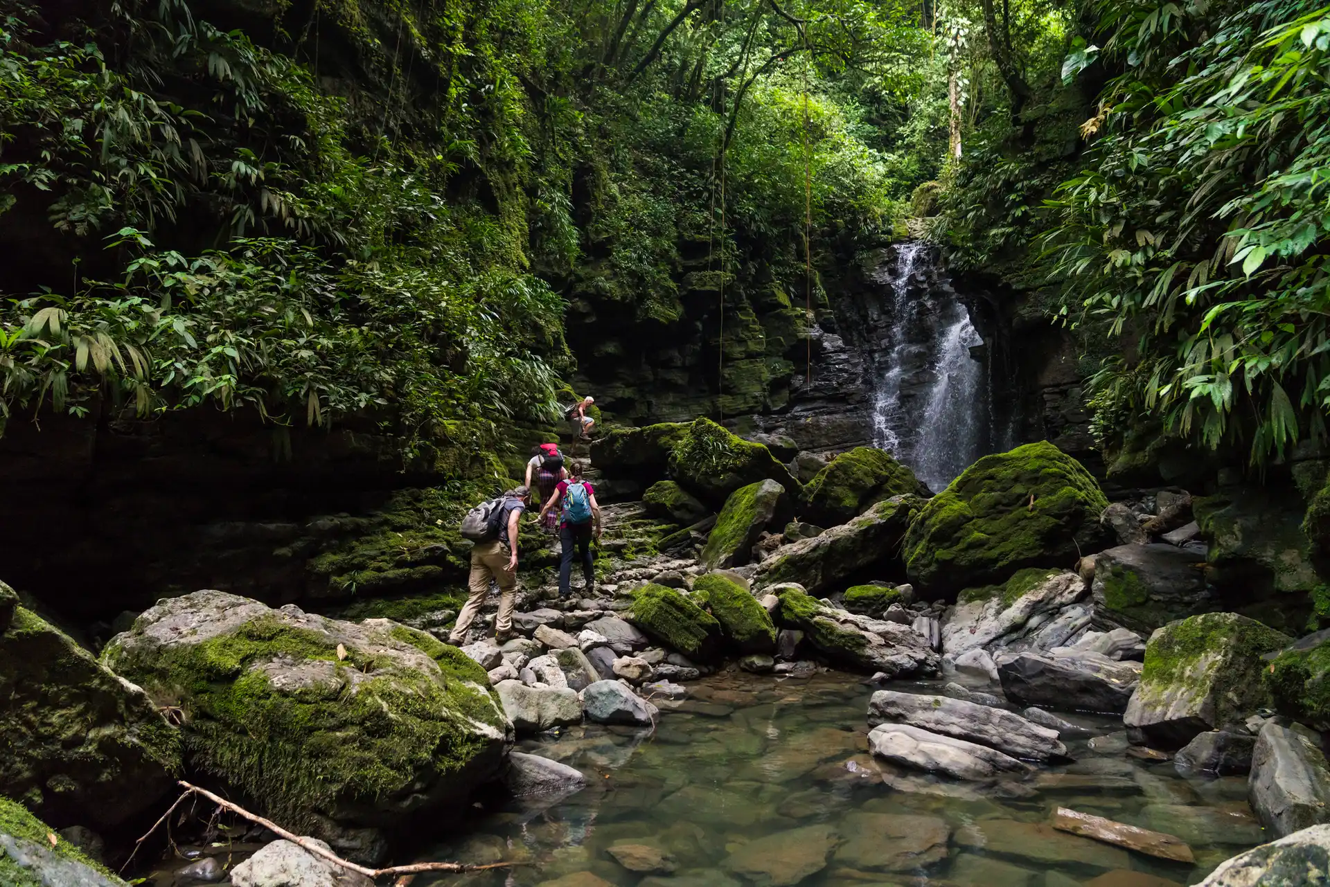 Jungle Exploration