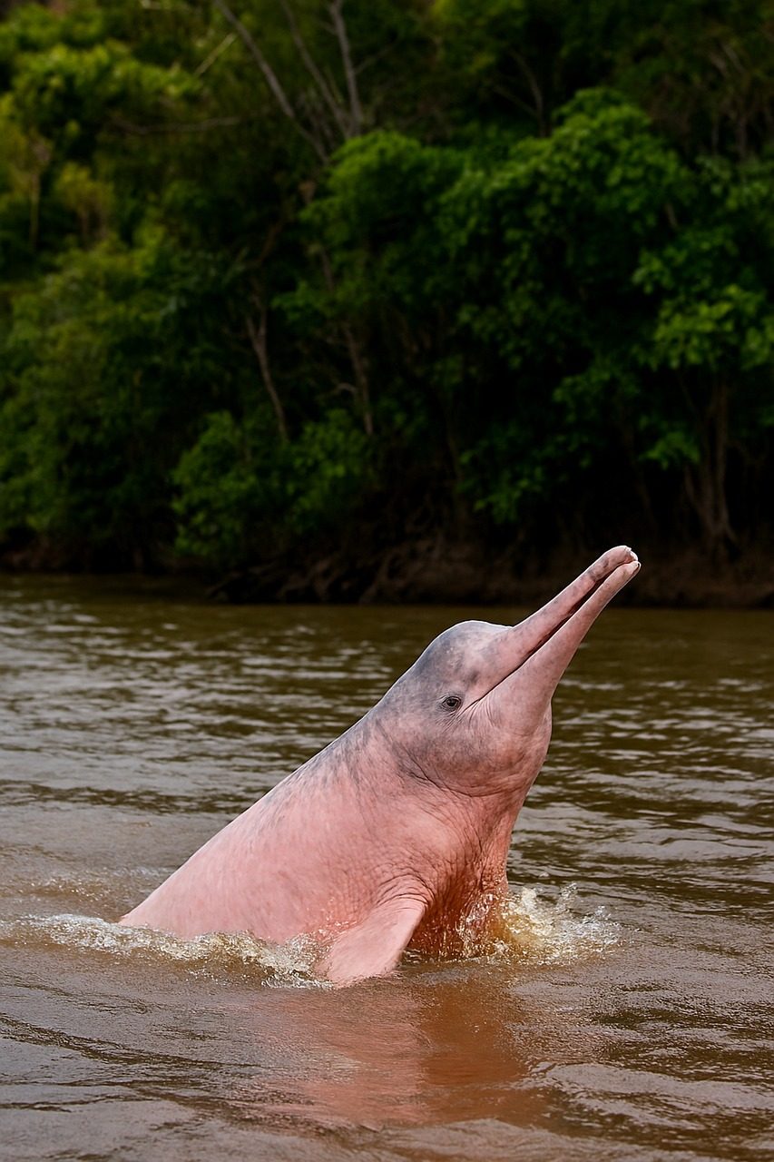 Pink River Dolphin Habitat
