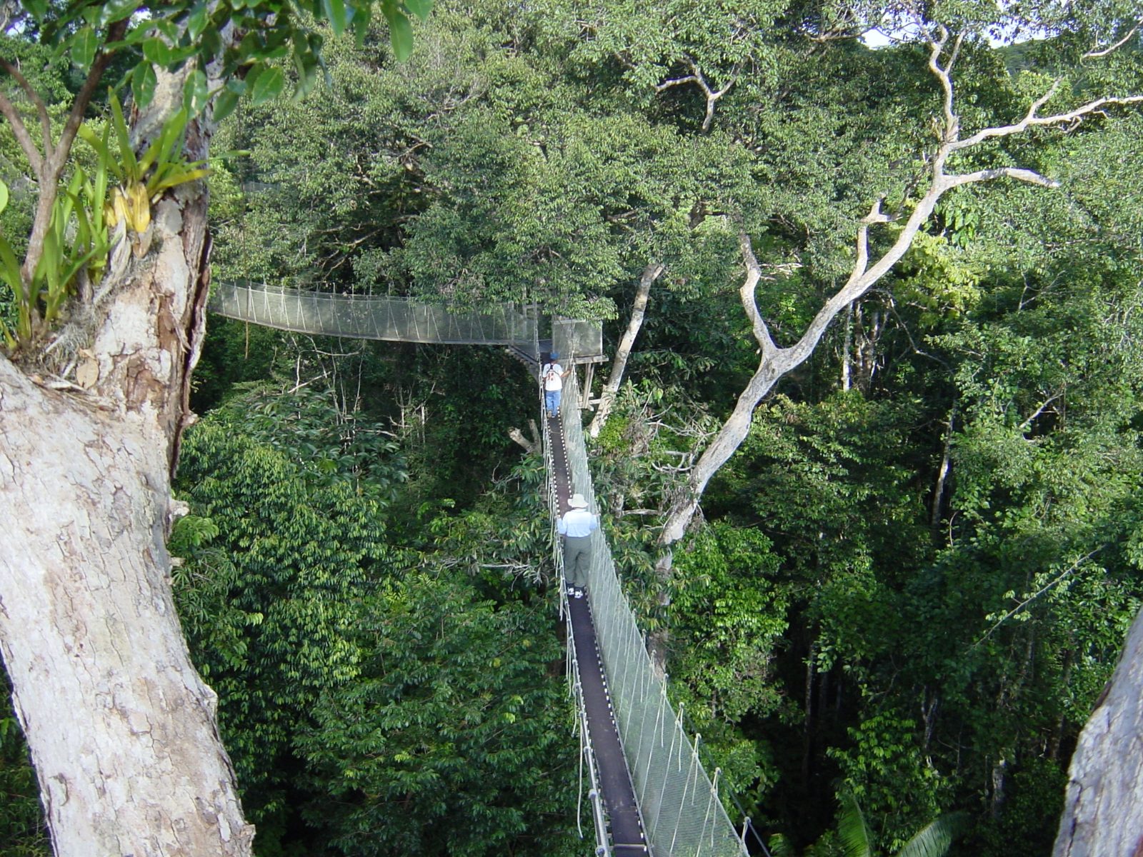 Canopy Walkway at Explorama