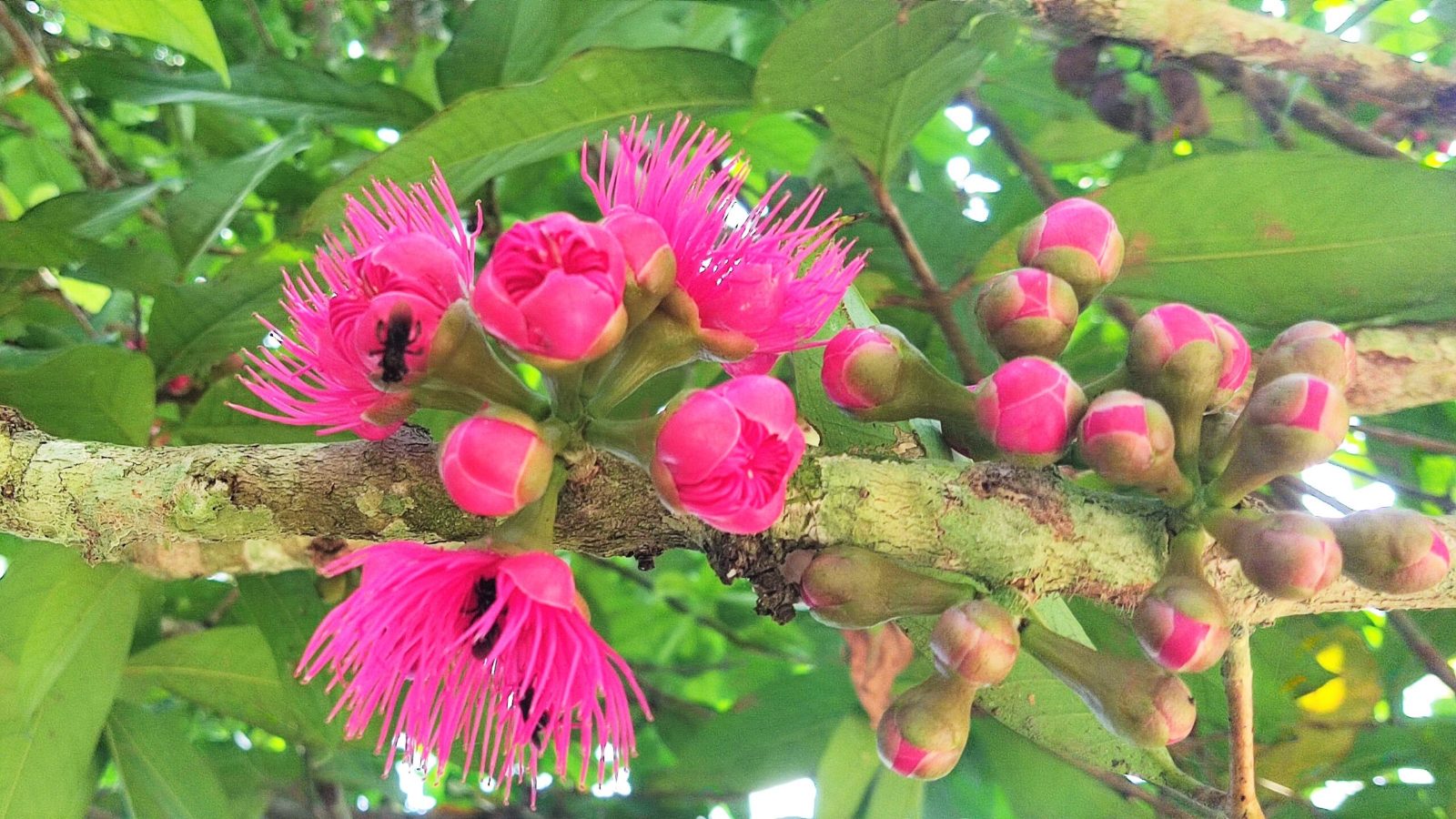 Medicinal Plant Garden