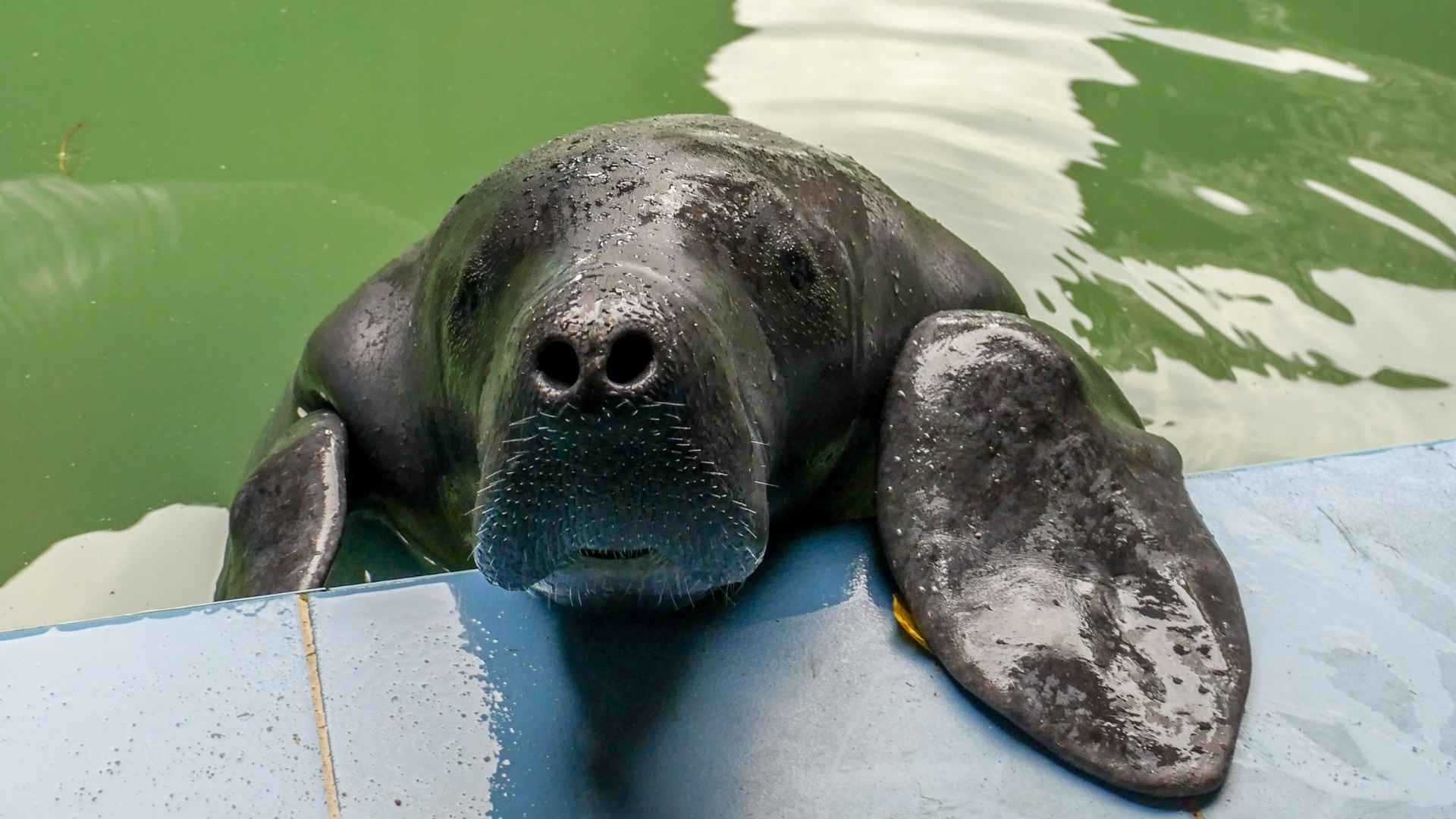 Manatee Rescue Center