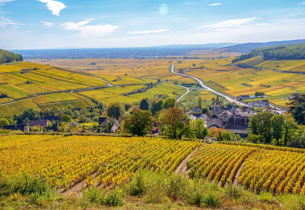 Route des Grands Crus Viewpoint