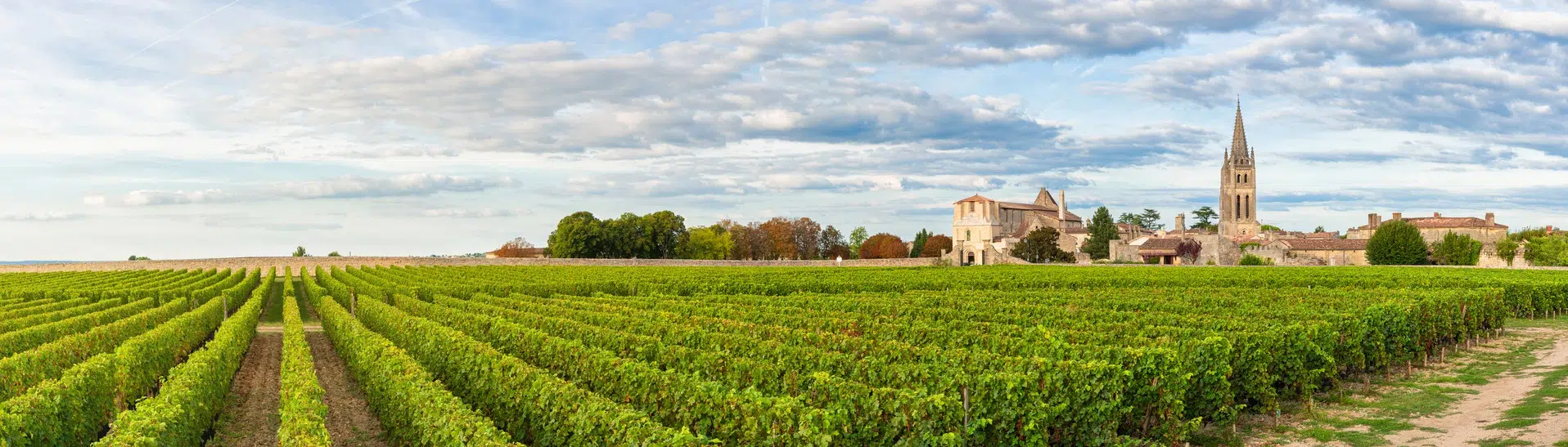 Vineyard Rows