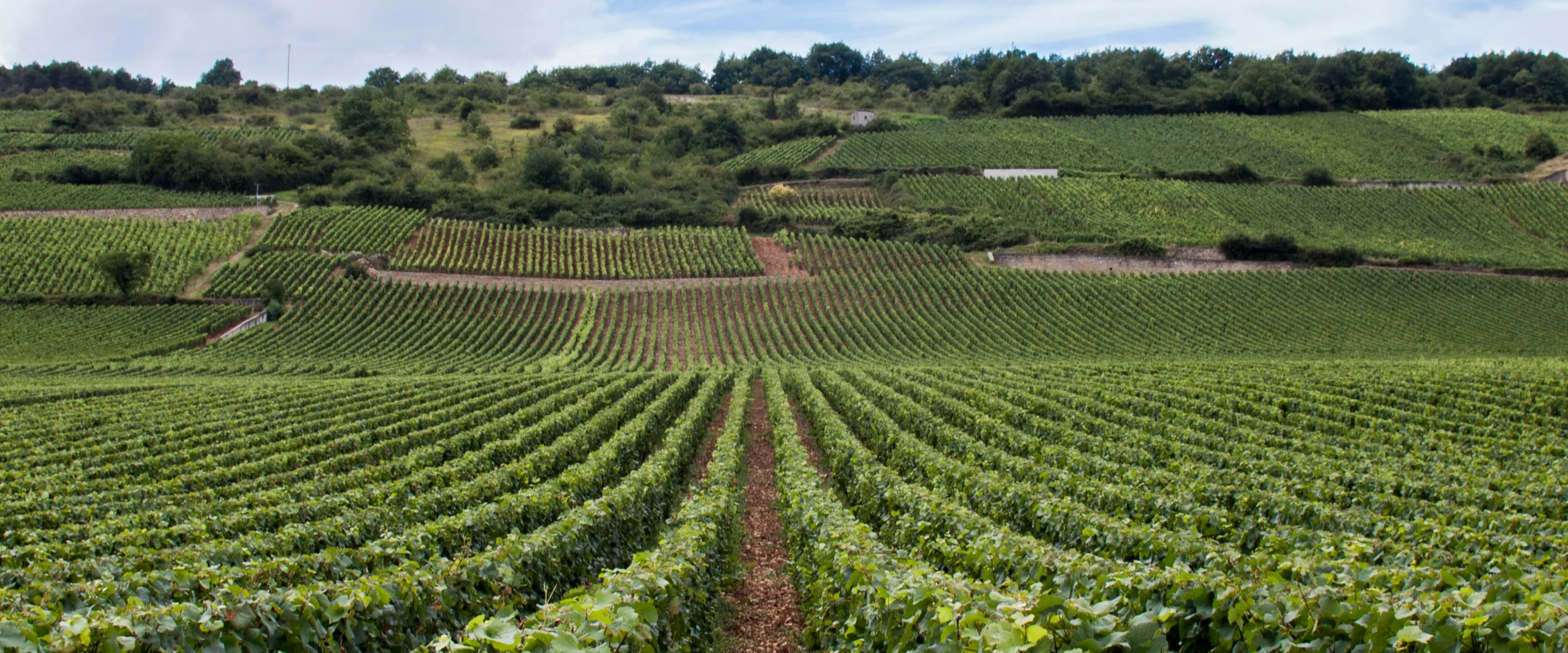 Vineyard Visit