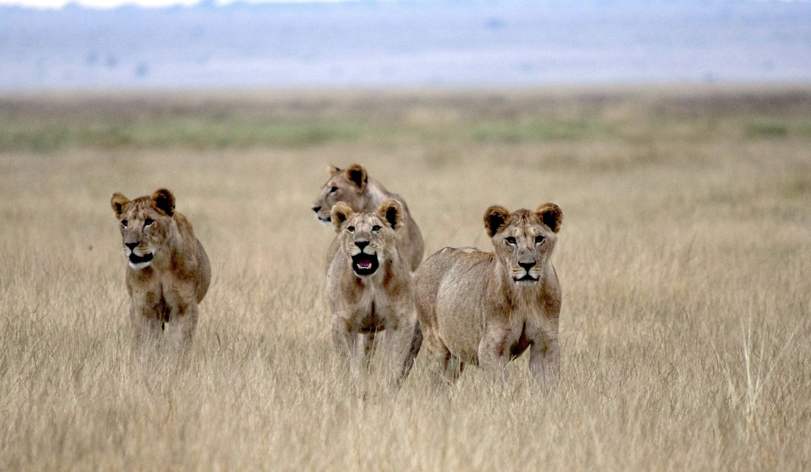 Kilala Plains