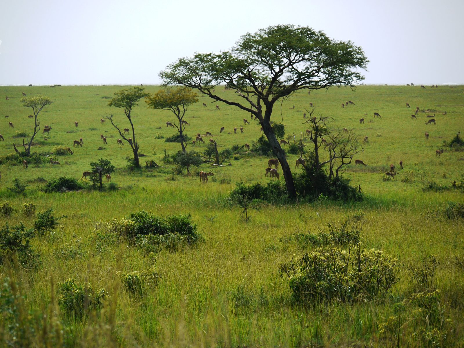 Kilala Plains