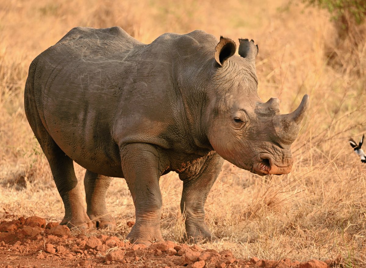 Rhino Pavilion