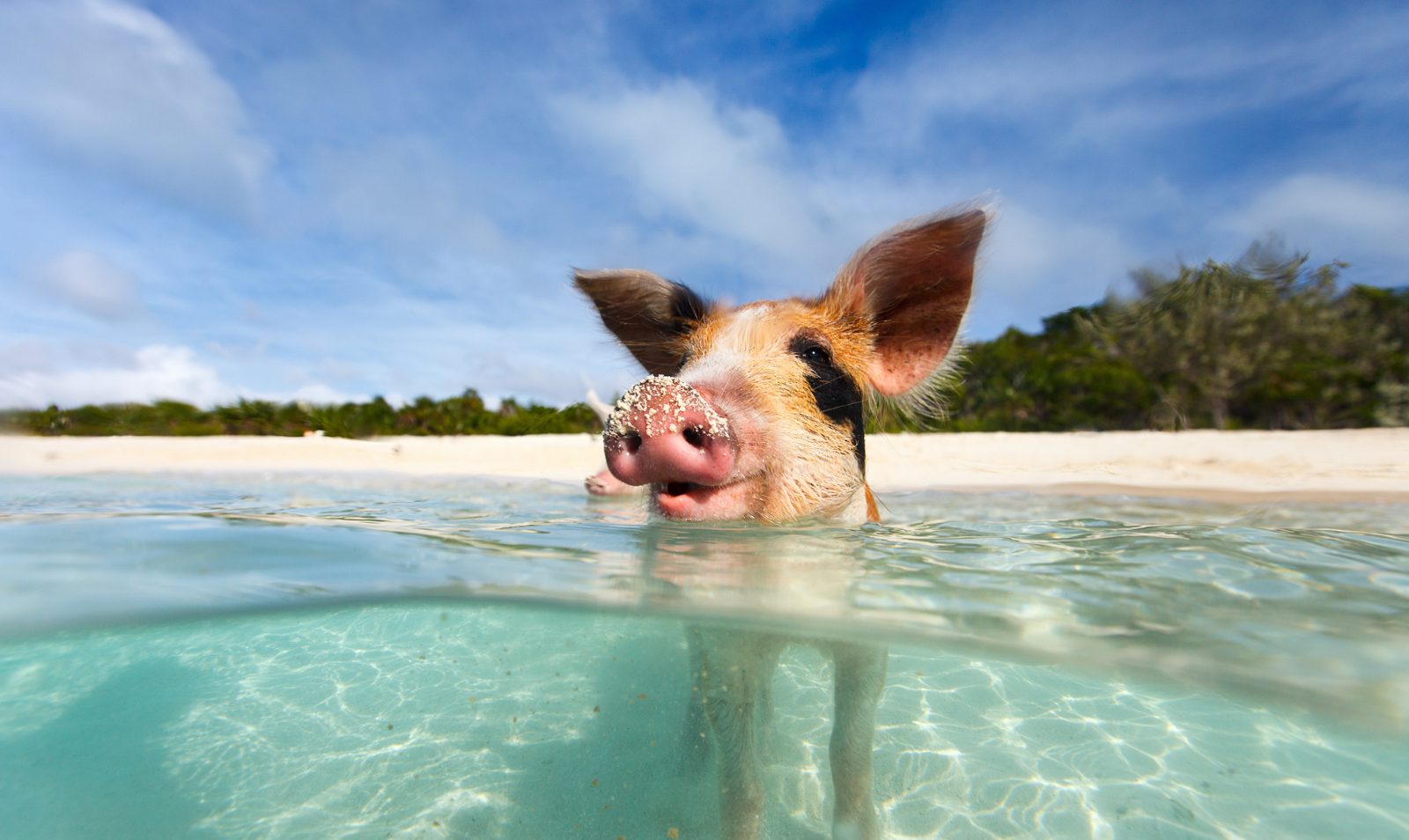 Pig Beach Shoreline