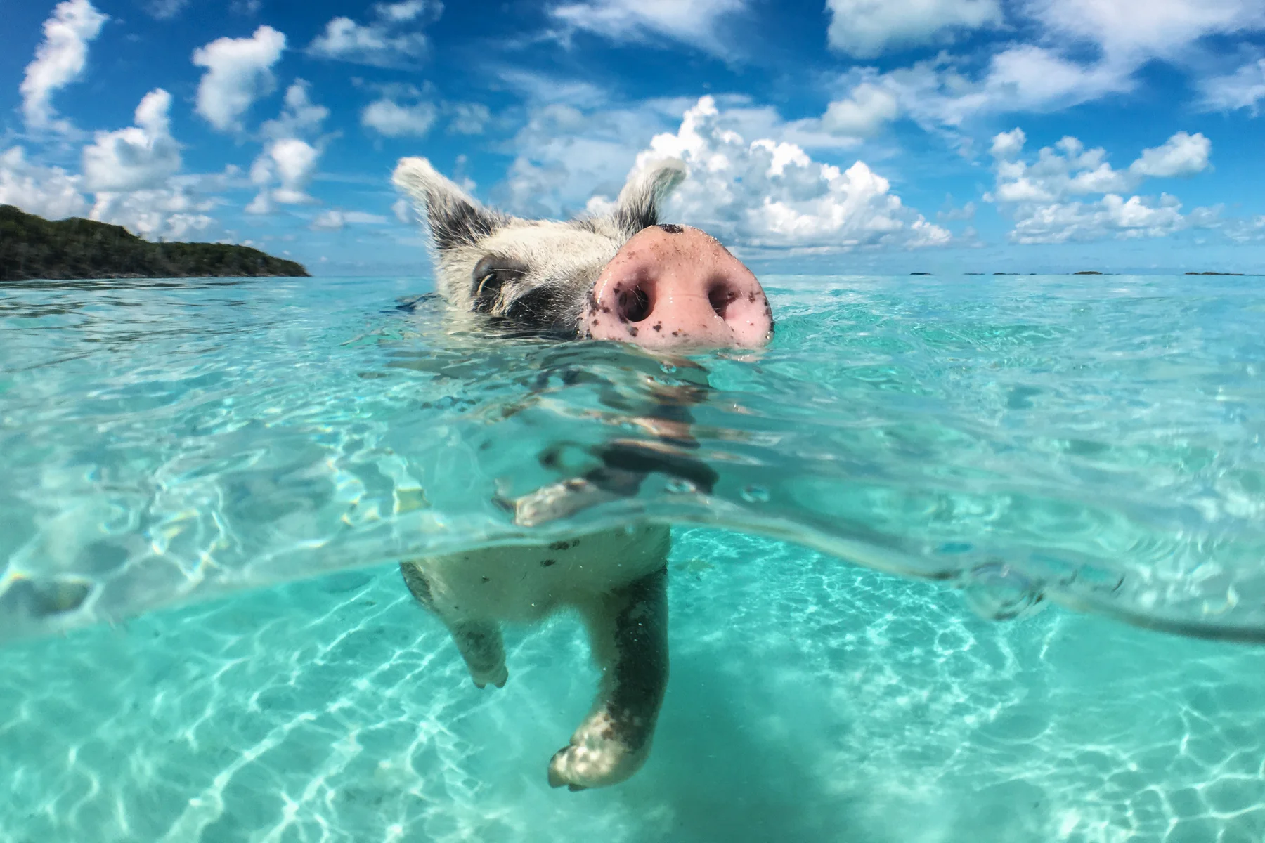Day Trip From Nassau to Exuma Pigs