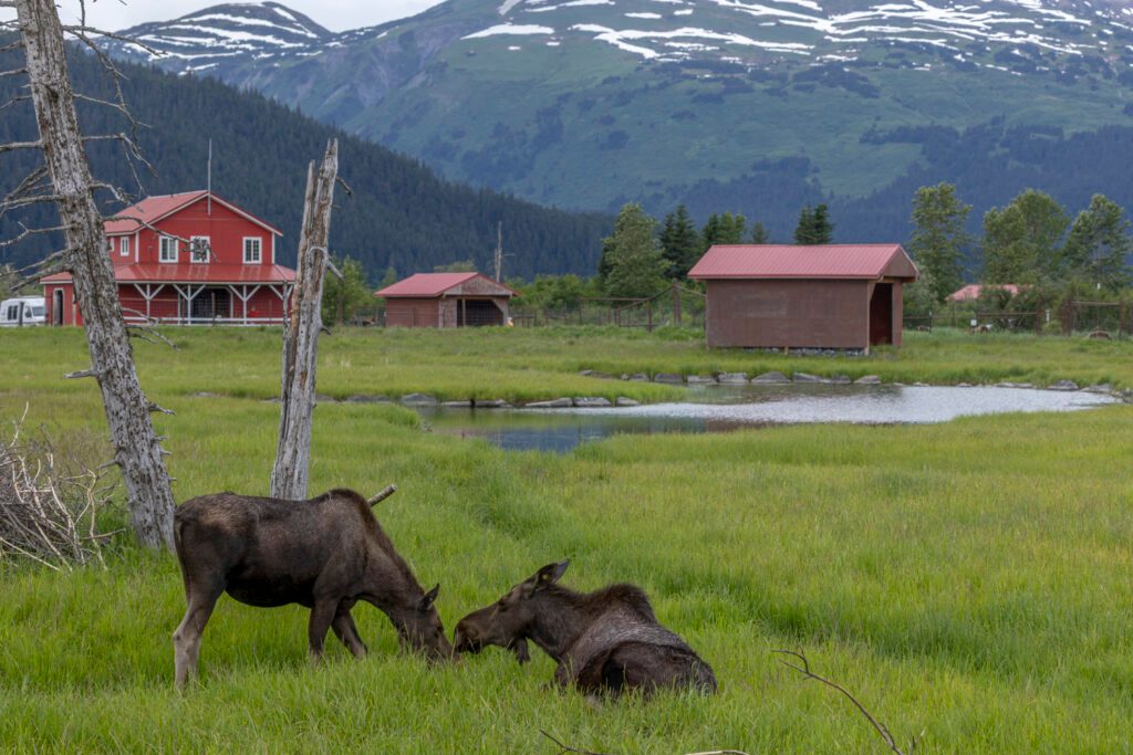 Moose Viewing Area