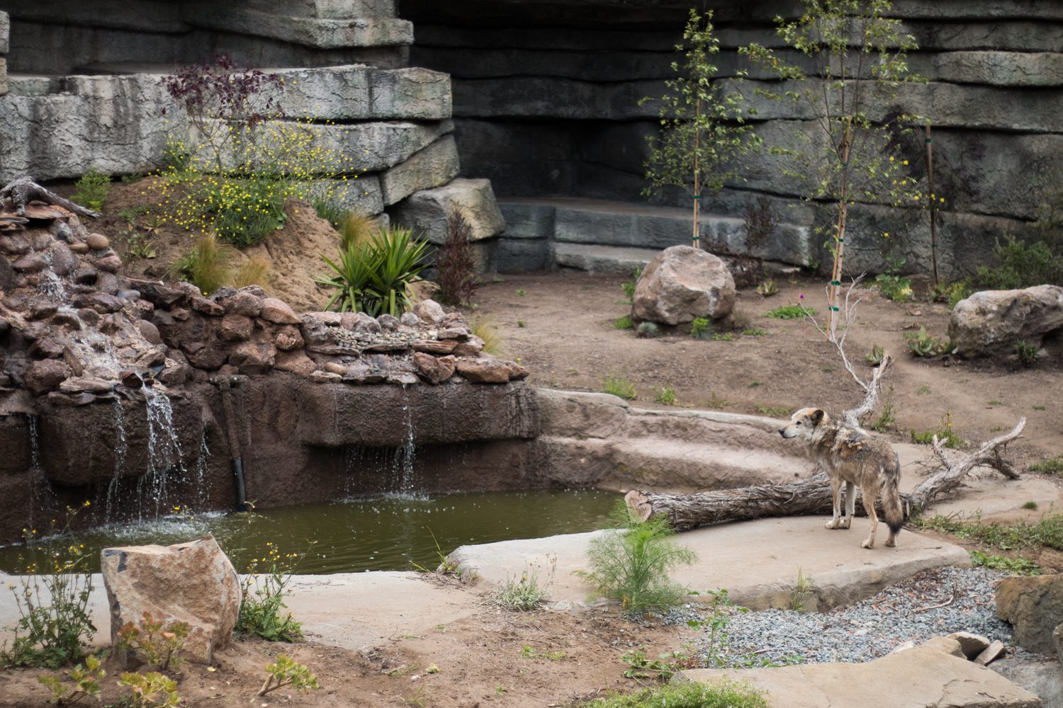 Wolf Enclosure