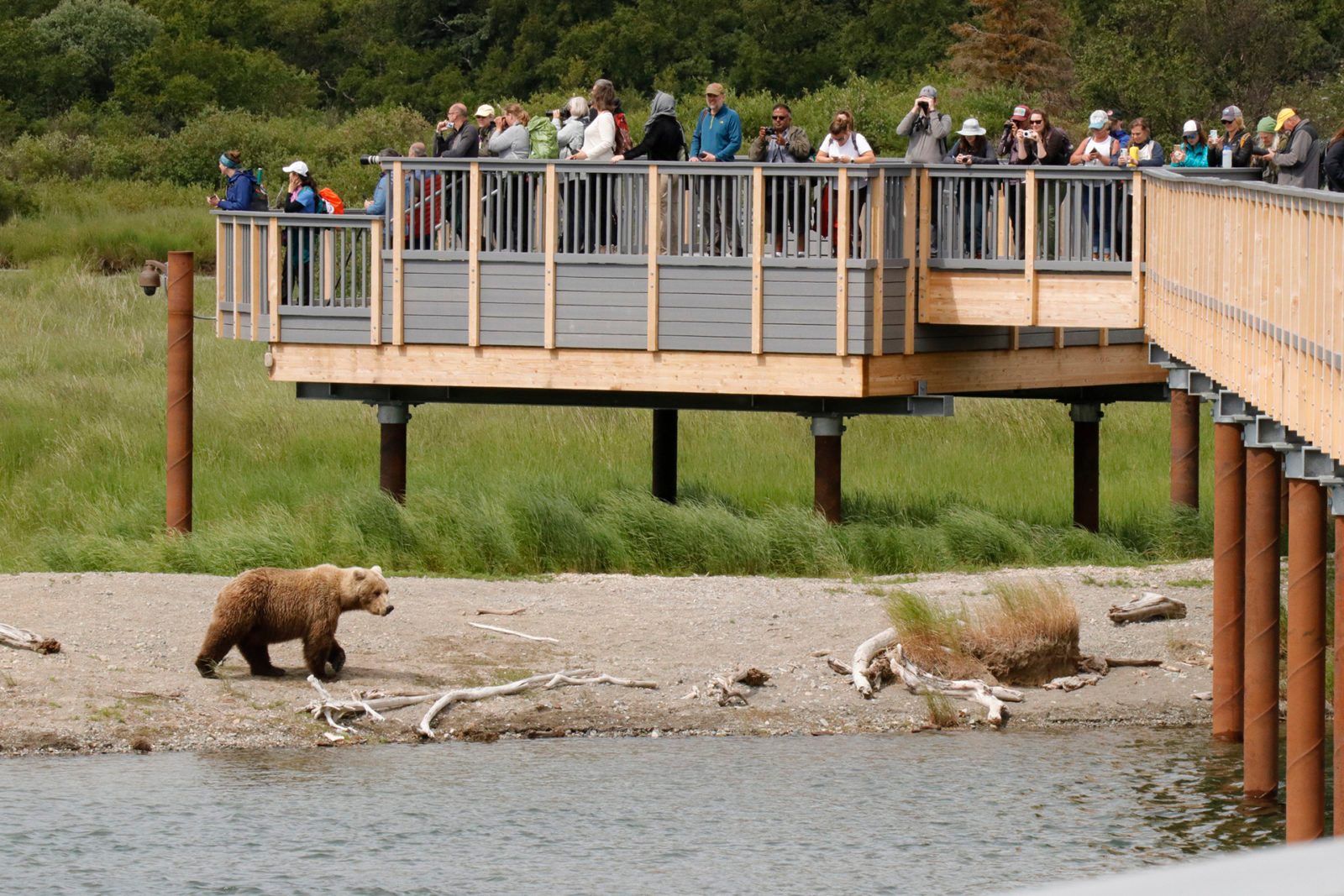 Bear Viewing Area