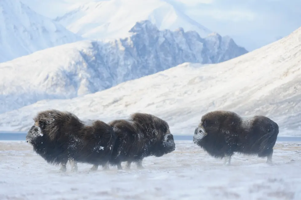 Muskox Viewing