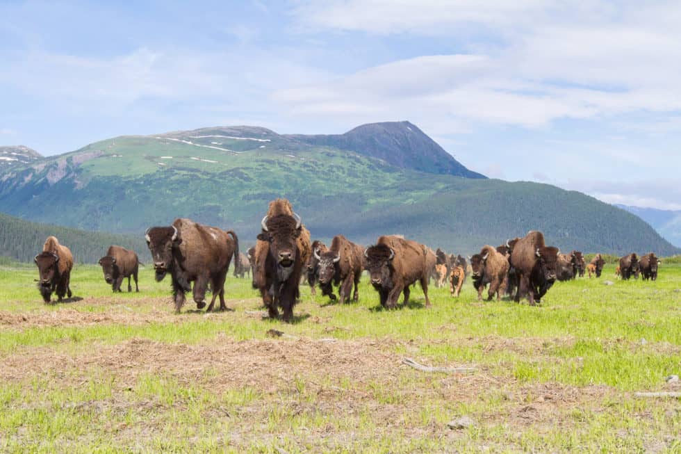Turnagain Arm and Alaska Wildlife Tour From Anchorage