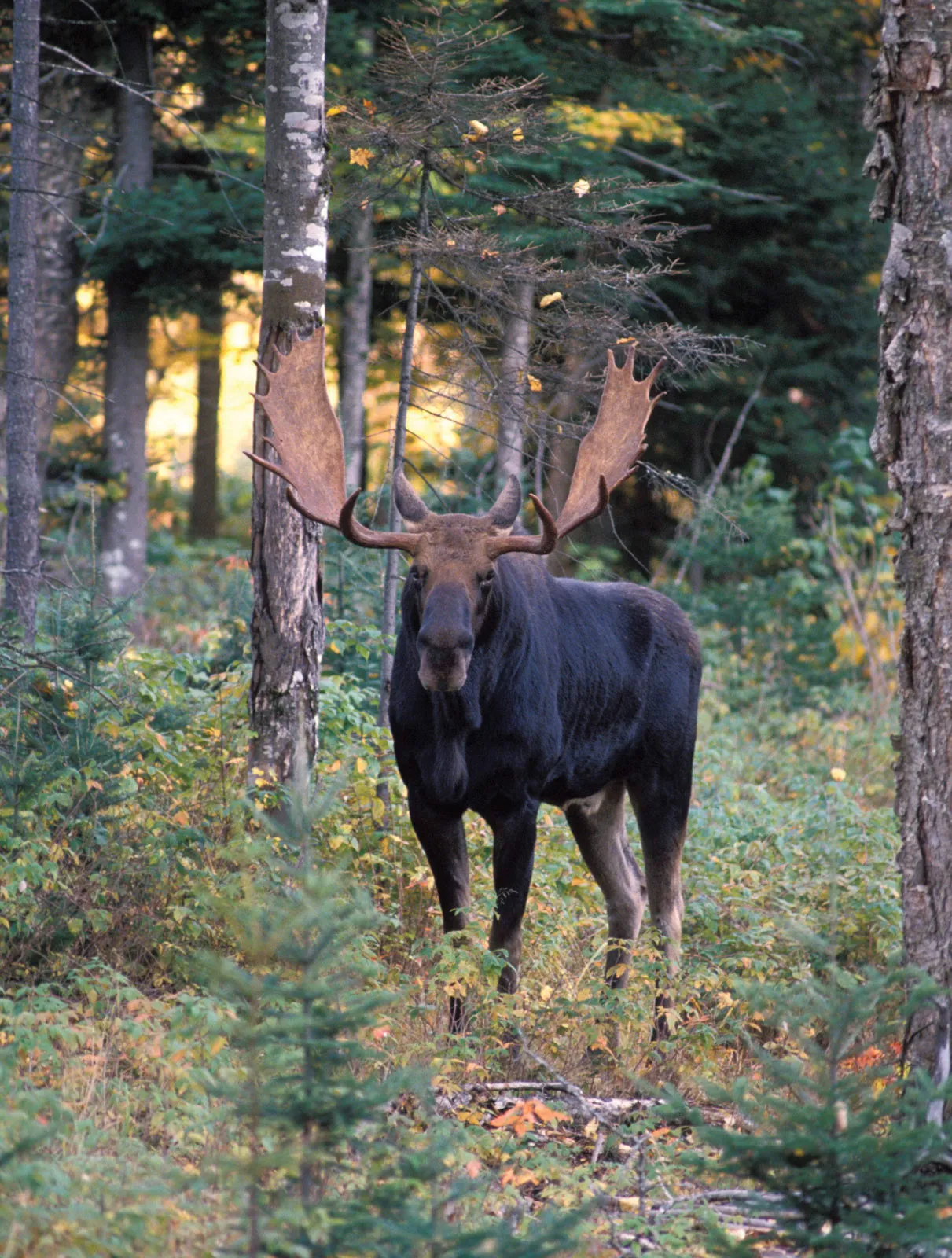 Moose Habitat