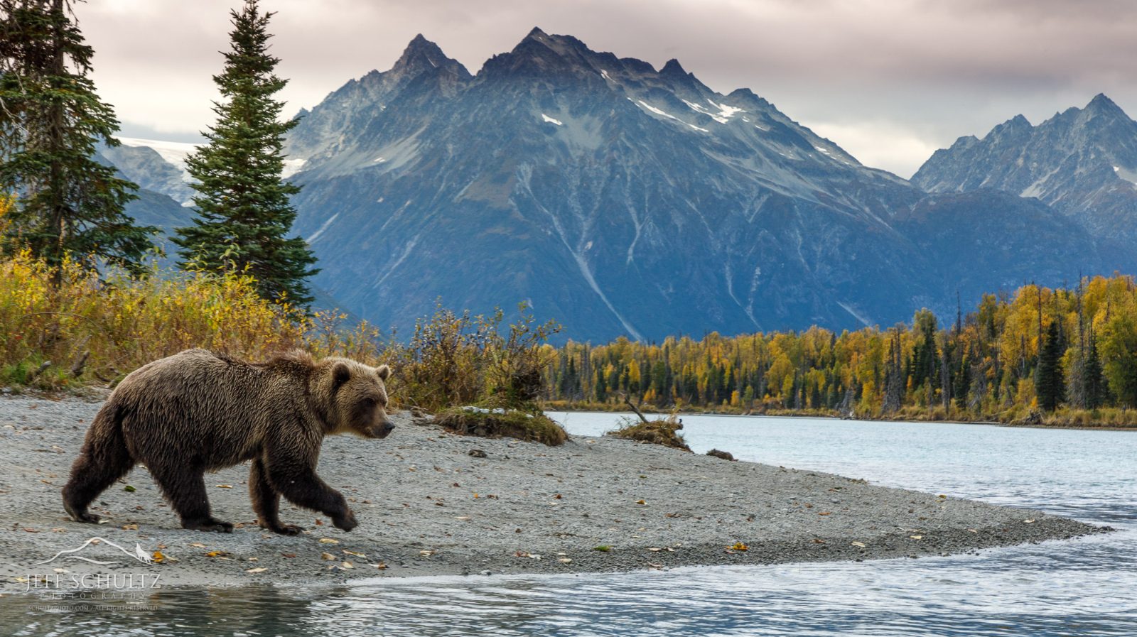 Bear Viewing Platform