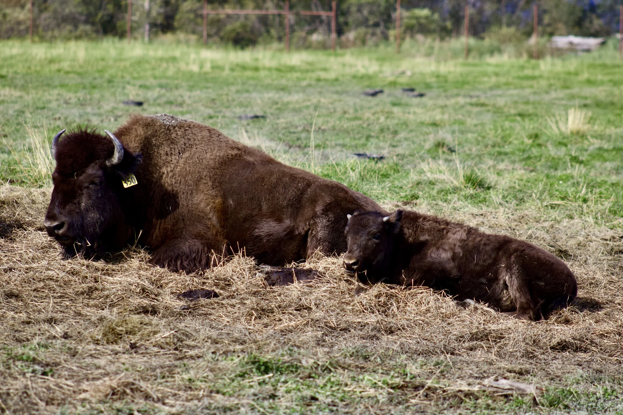 Wood Bison Enclosure