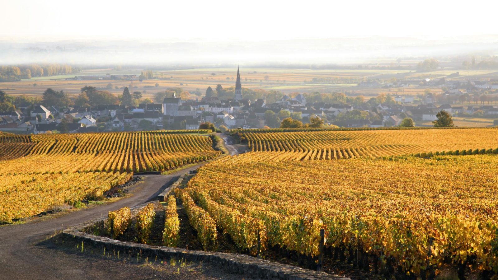 Route des Grands Crus Hilltop