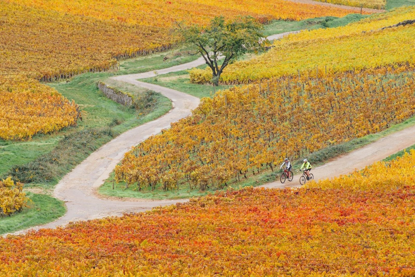 Dijon Bike Wine Tour