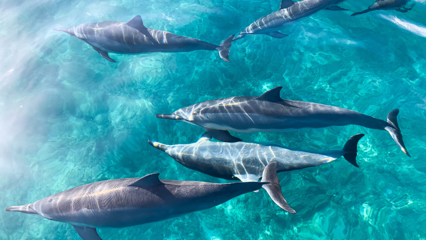 Spinner Dolphins