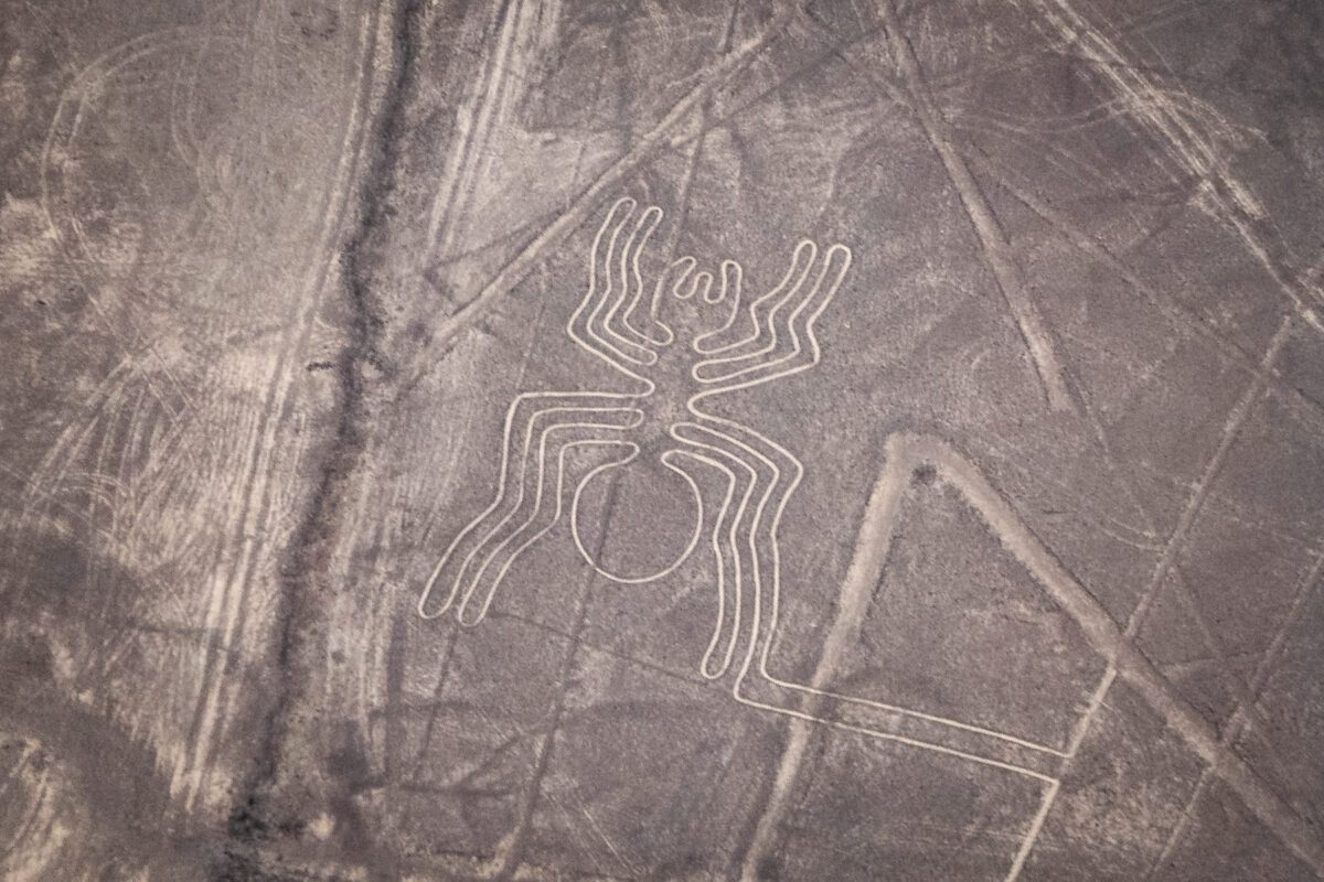 The Spider
