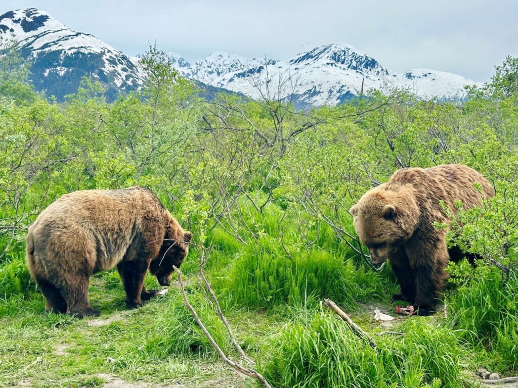 Wildlife Viewing