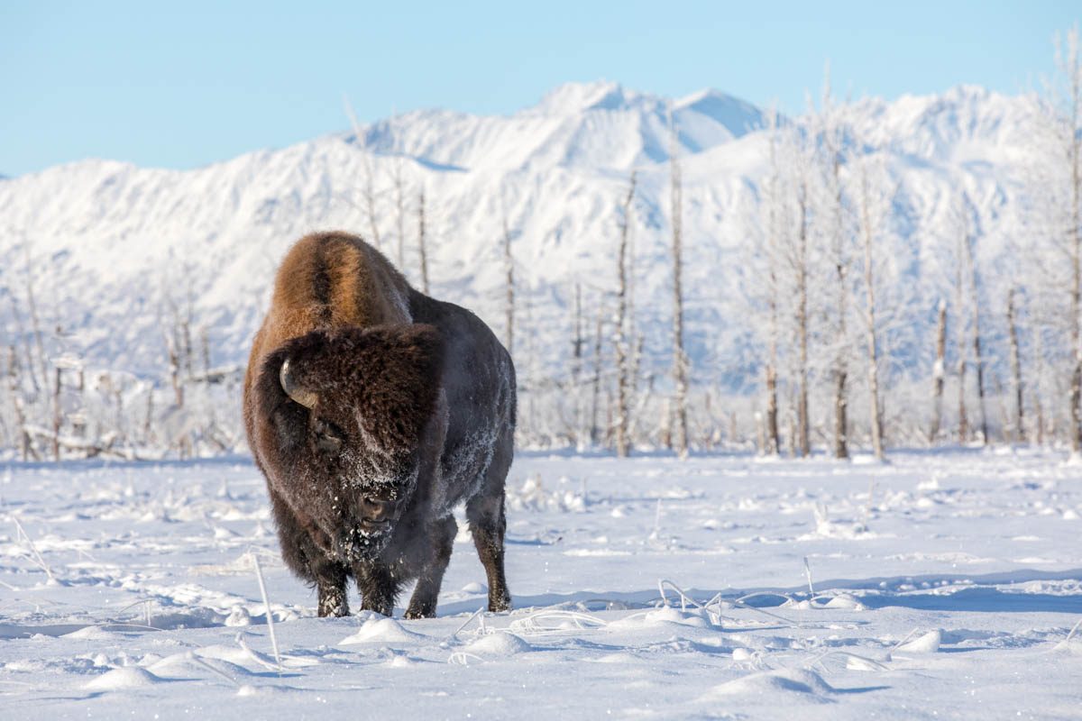 Wood Bison Enclosure