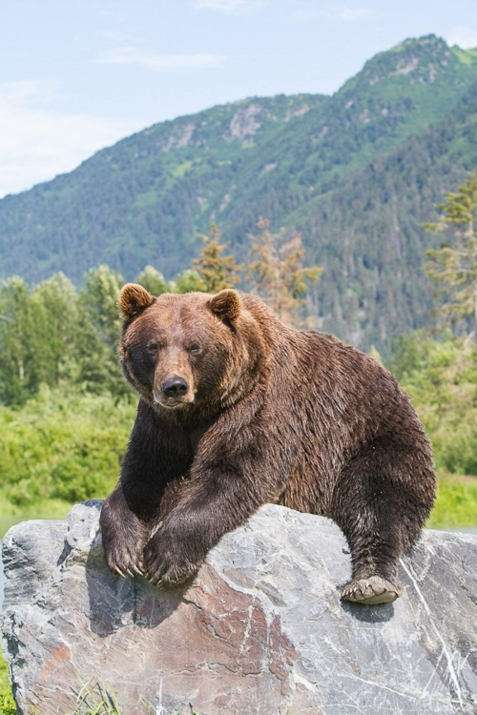 Brown Bear Exhibit