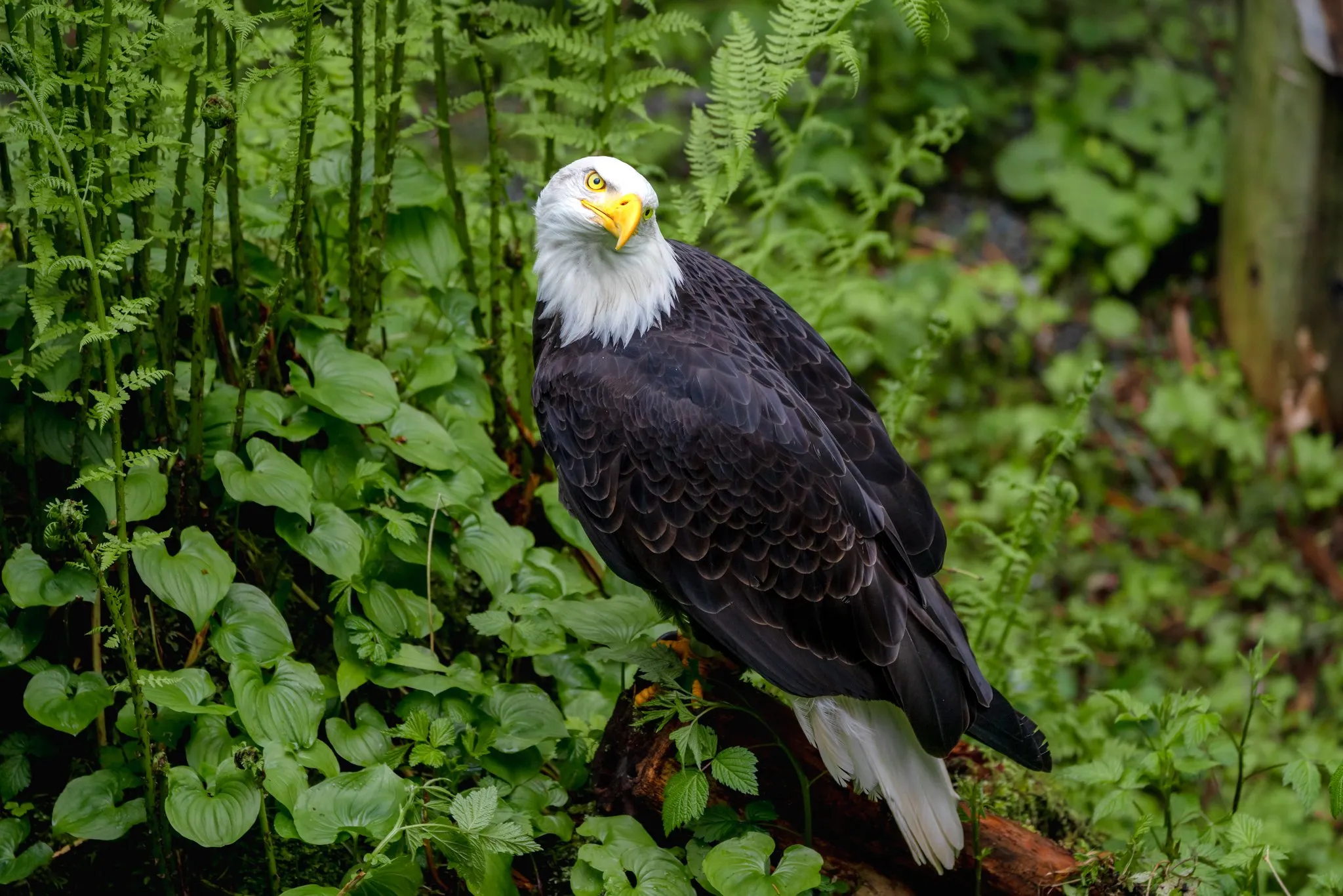 Bird of Prey Viewing