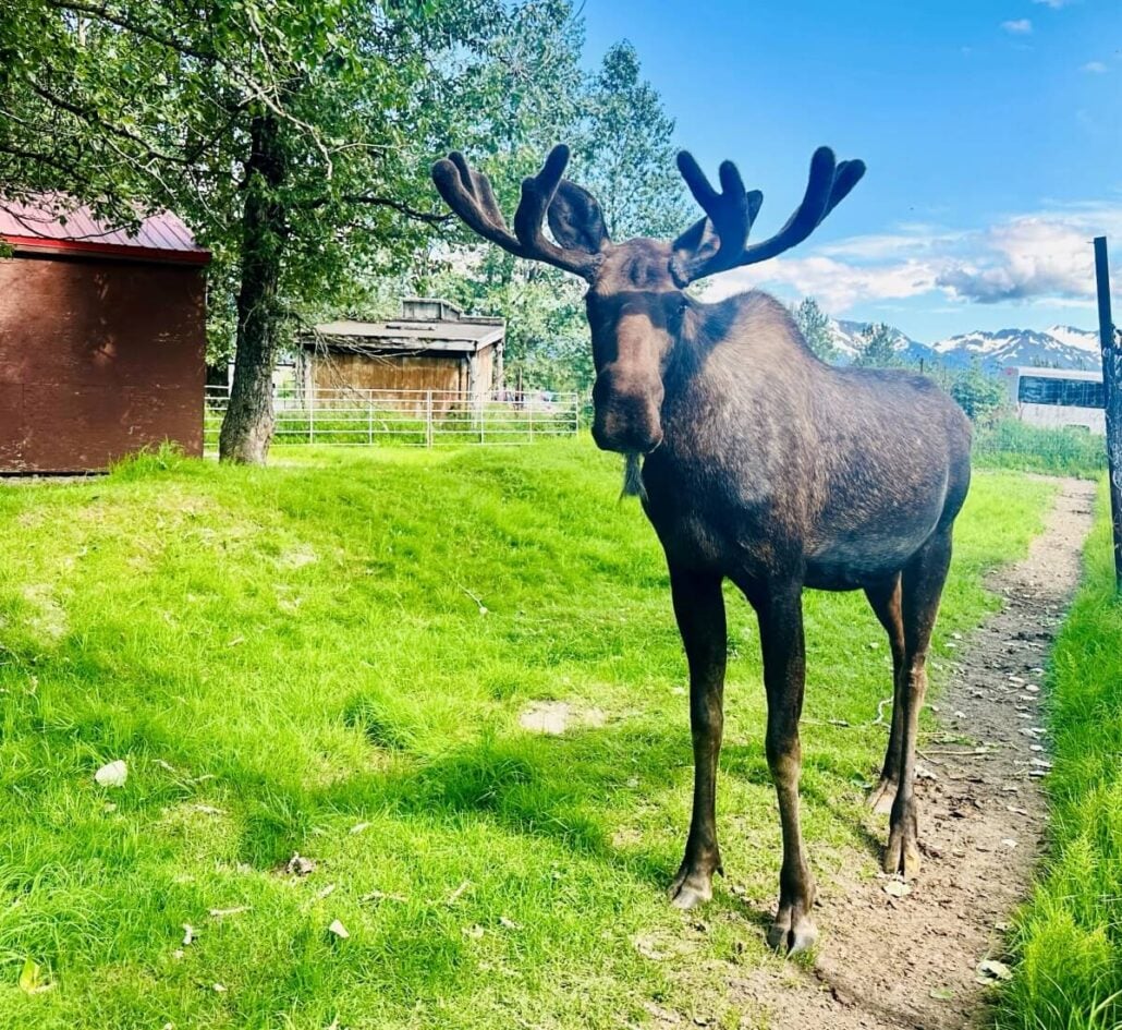 Moose Enclosure Viewing Deck