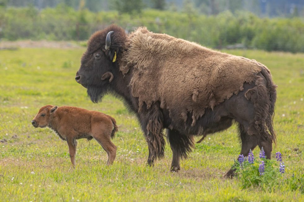 Wood Bison Meadow