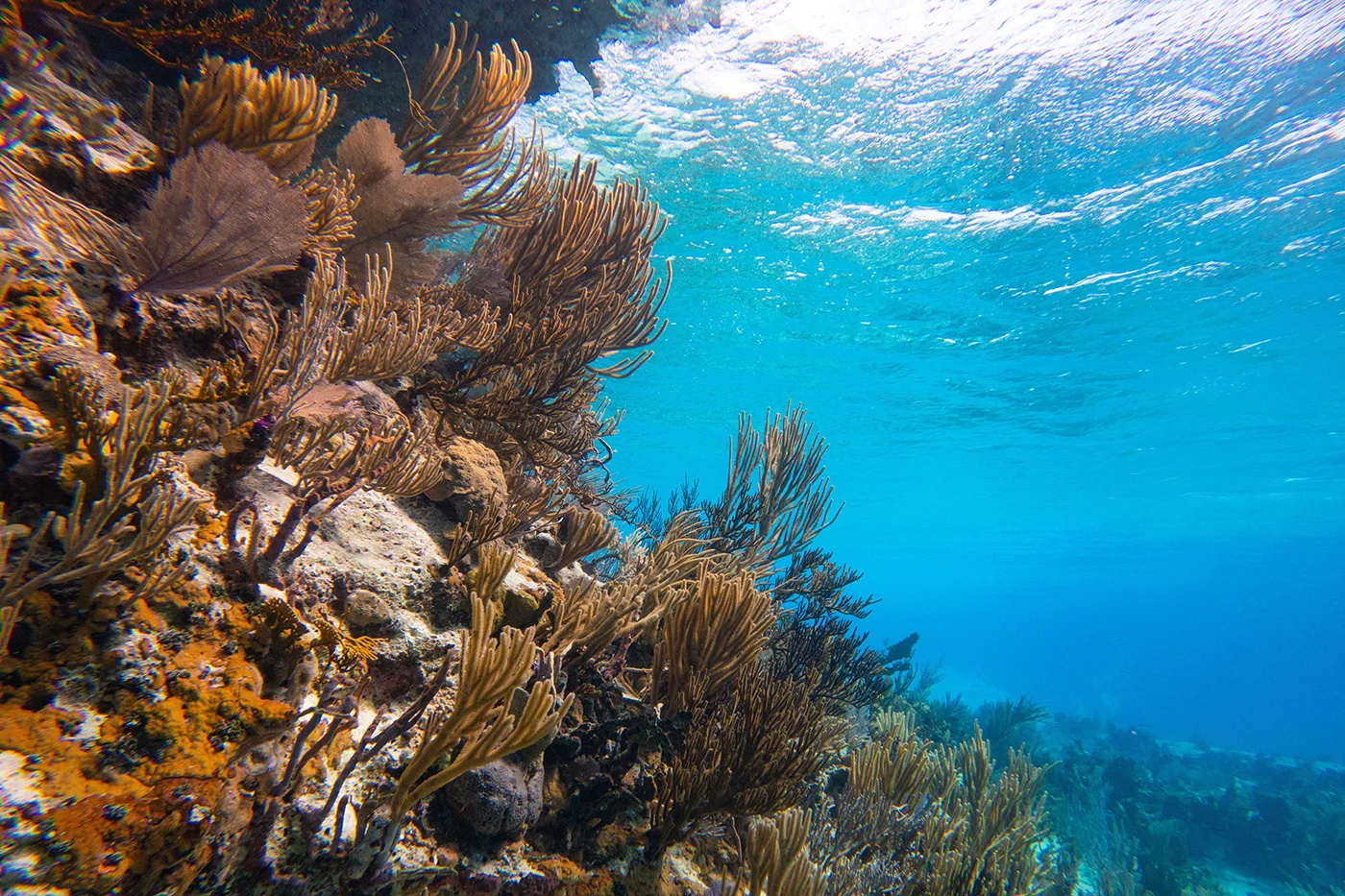 Exuma Cays Land and Sea Park