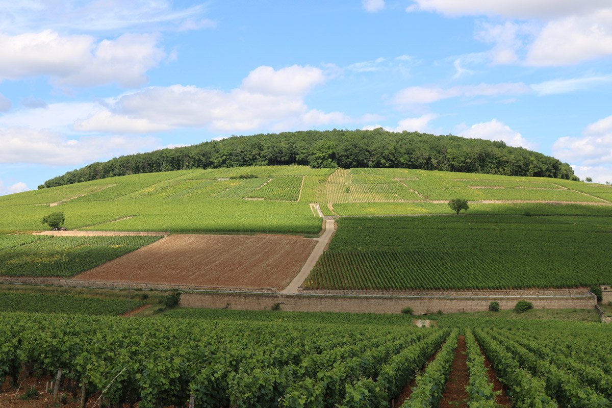 Corton Hill