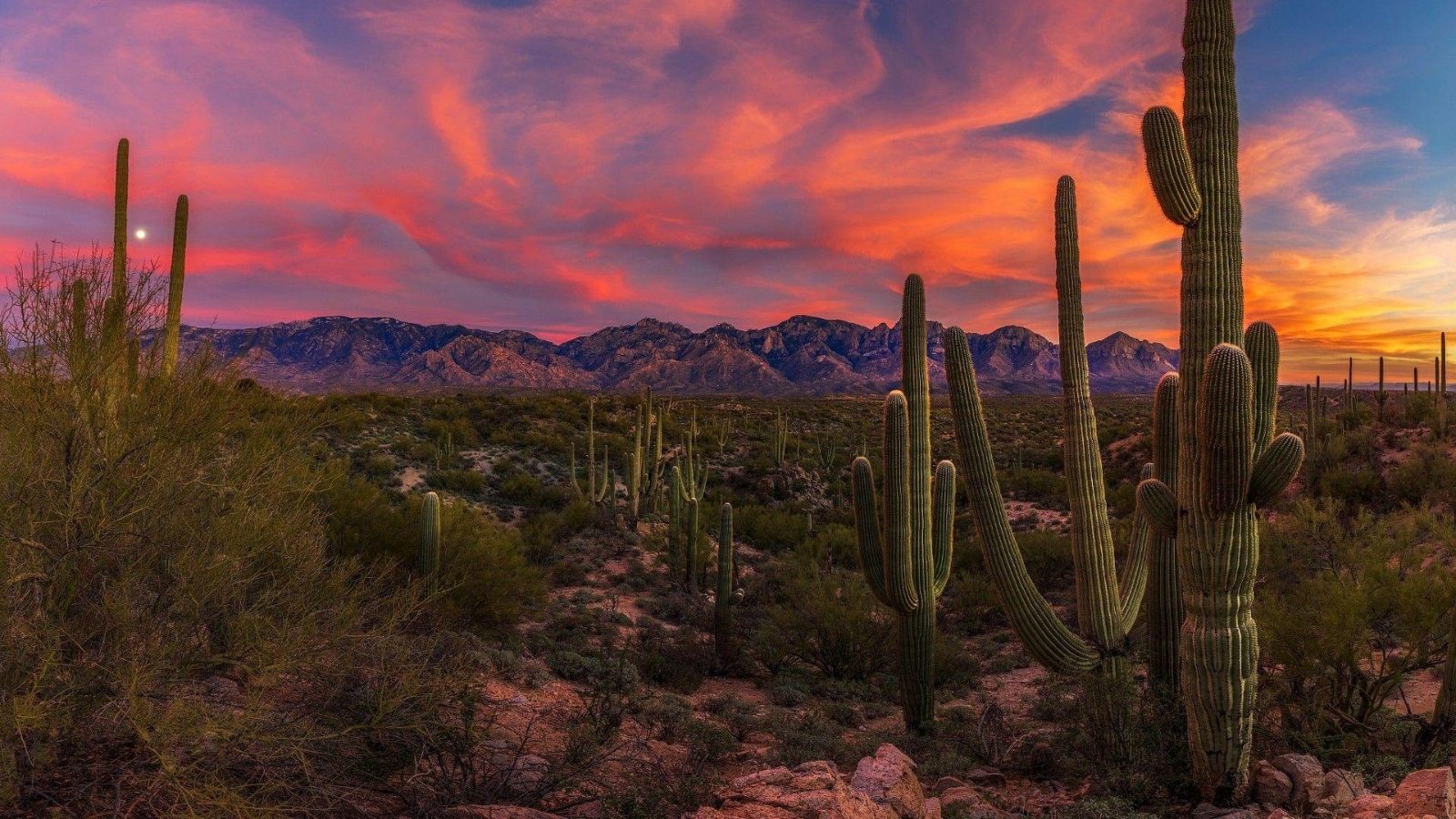 Sonoran Desert Views
