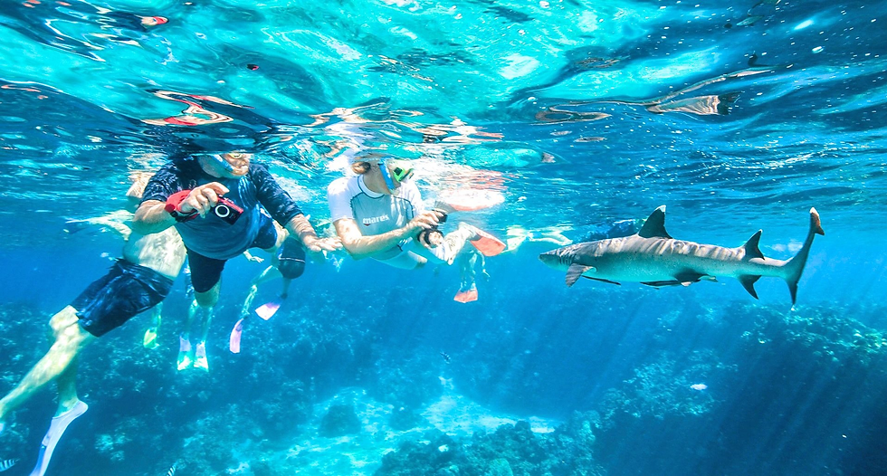 Fiji Shark Dive Kuata