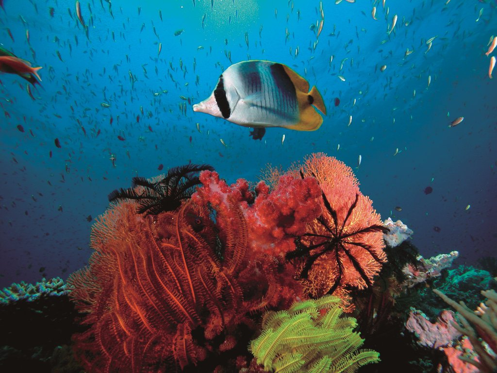 Agincourt Ribbon Reefs