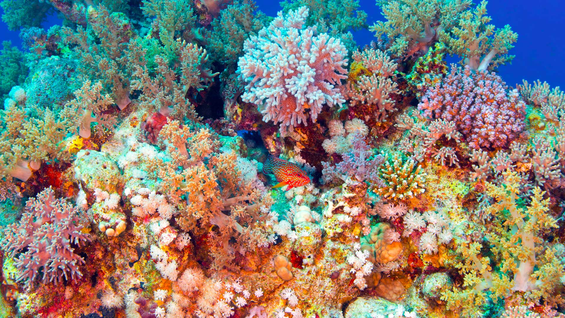 Coral Gardens