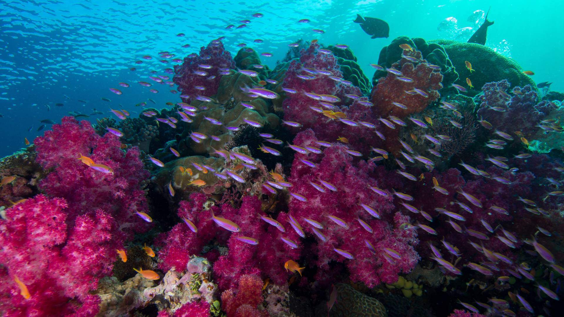 Reef Edge Corridor