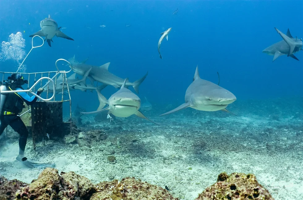 Underwater Feeding Station