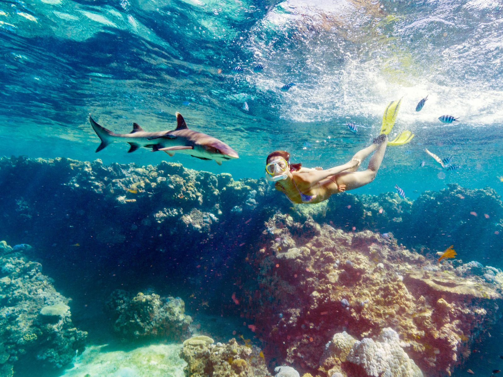 Fiji Shark Dive Beqa