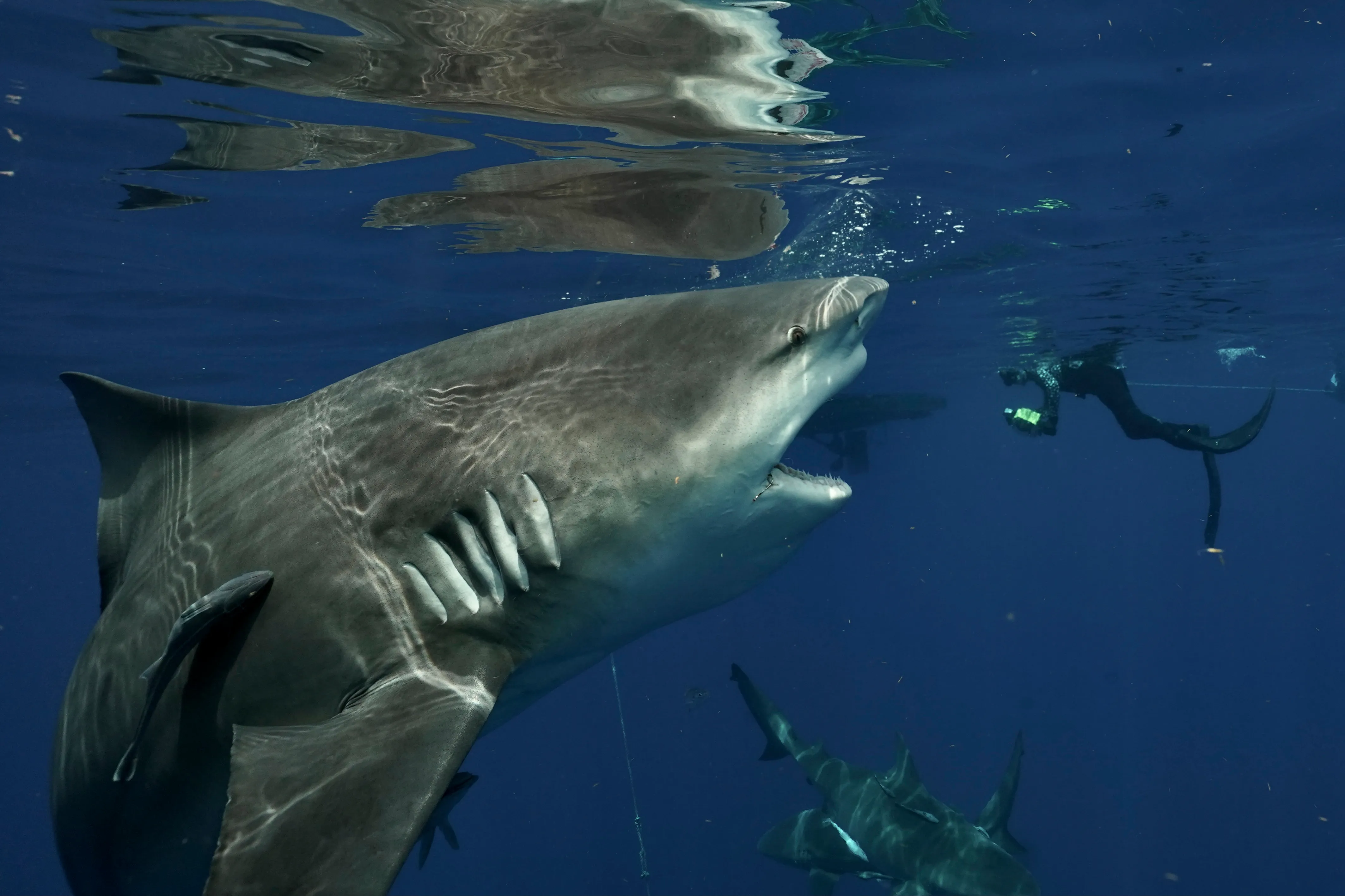 Bull Shark Encounter