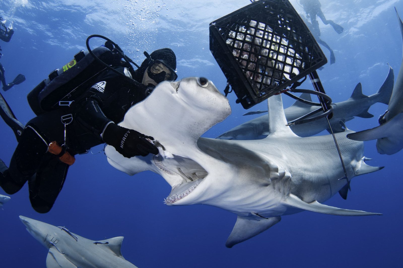 Shark Feeding Zone