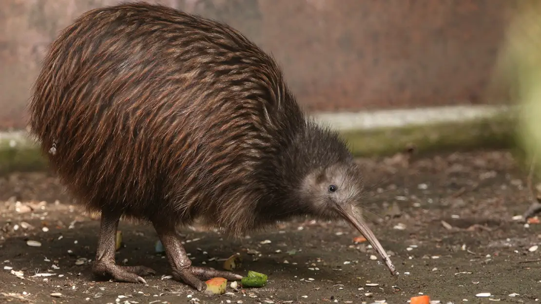 Te Puia Kiwi Conservation Centre