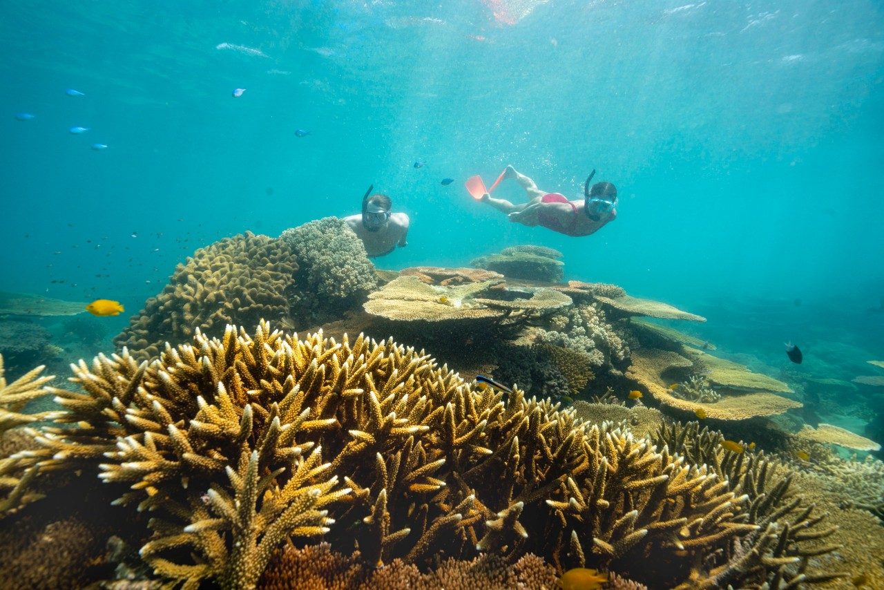 Agincourt Reef Snorkeling Tour