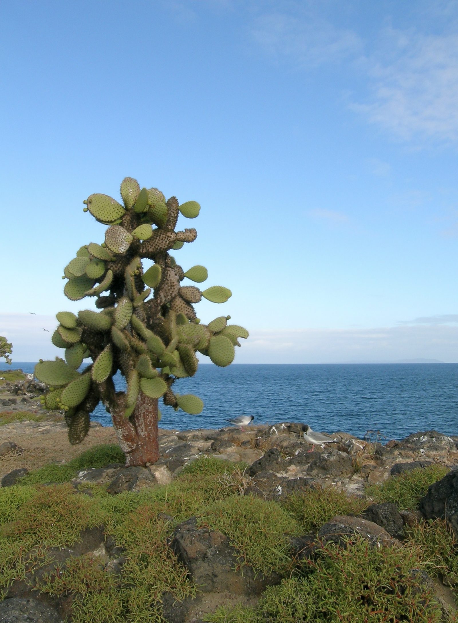 Opuntia Cactus Forest