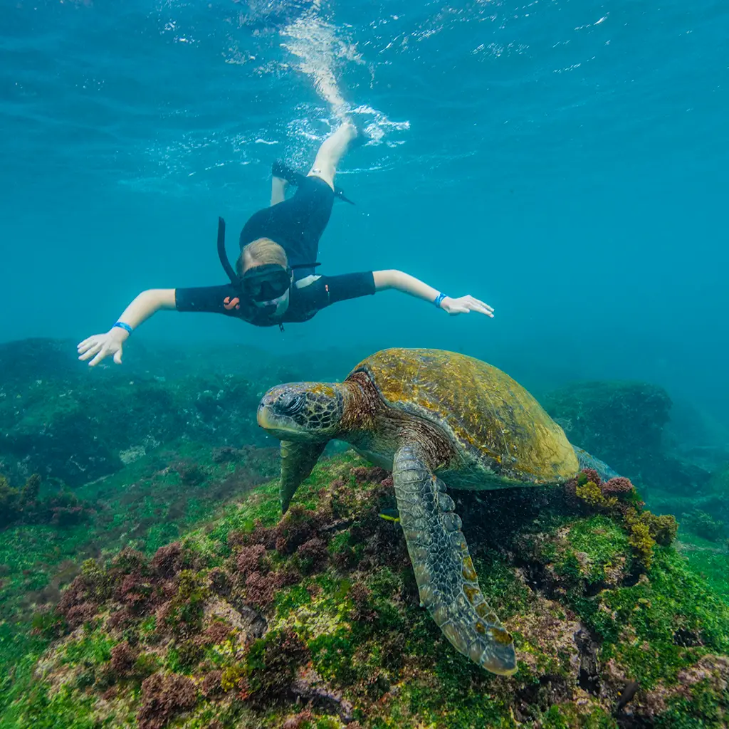 Snorkeling Session