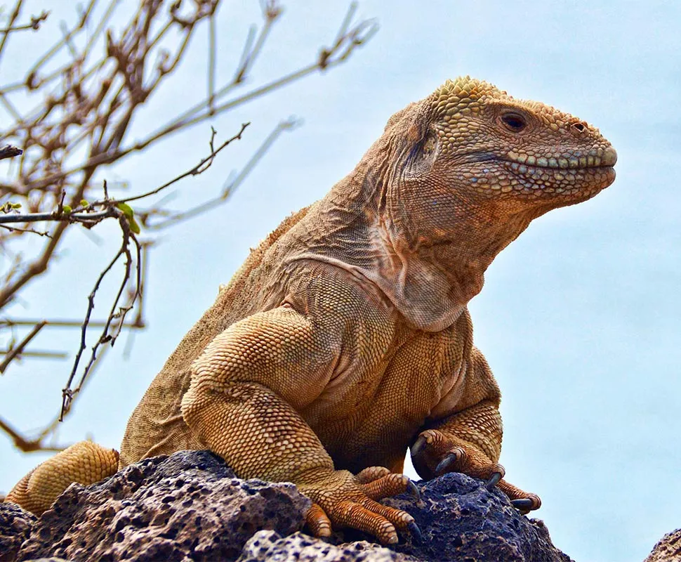 Santa Fe Land Iguana